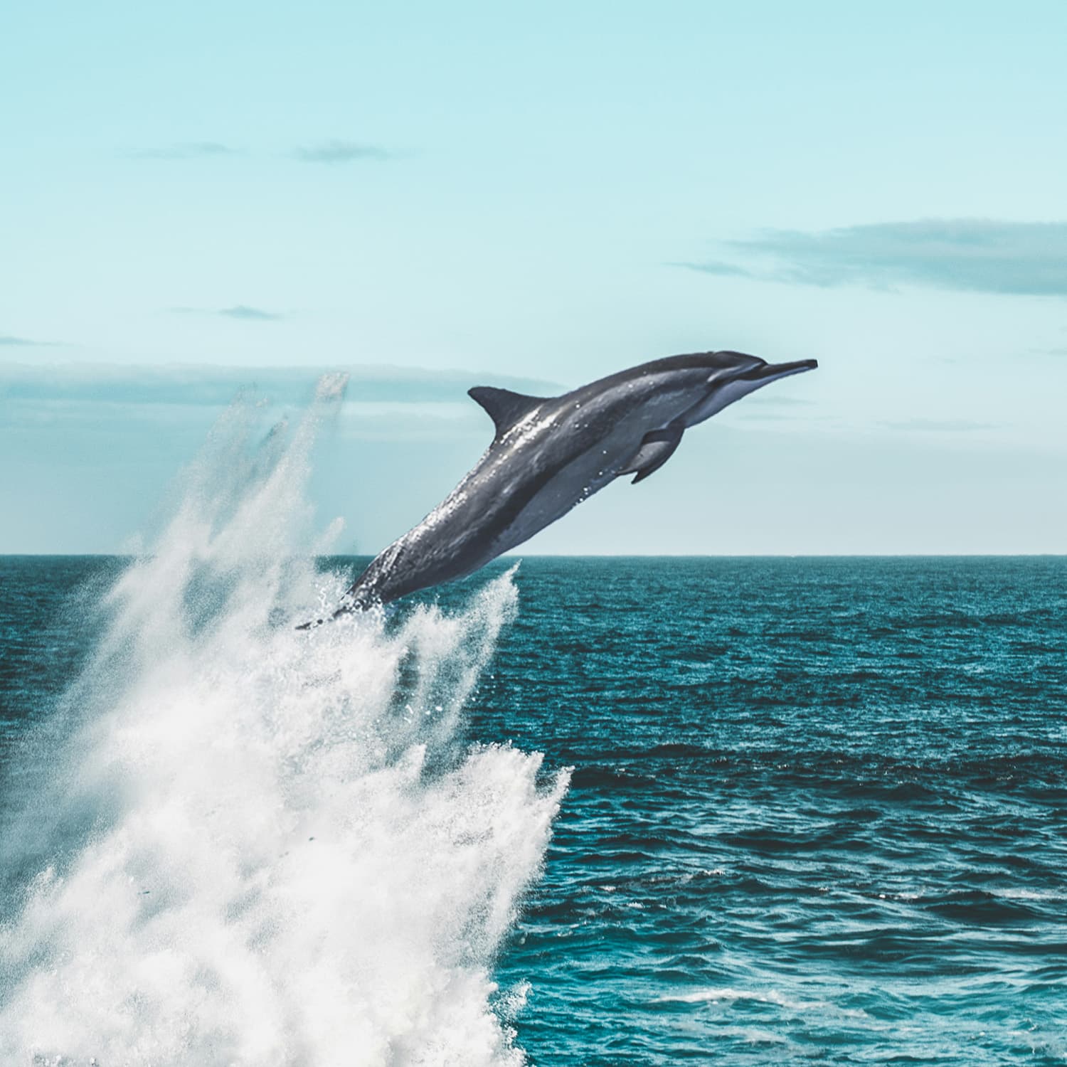 Dolphin Tour
